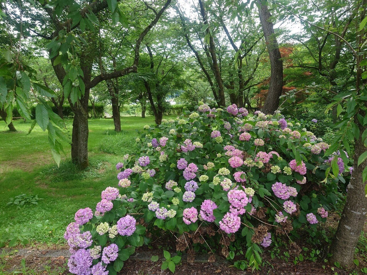 紫陽花 島根オリジナル品種】 八重咲き紫陽花 『万華鏡・銀河』ブルー