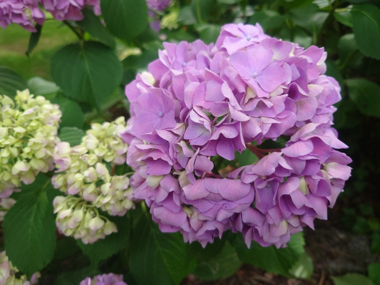 今年も紫陽花が咲きました｜Emiko（シモハタエミコ）