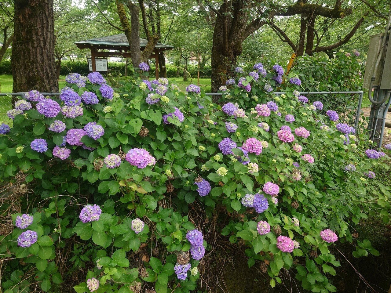 今年も紫陽花が咲きました｜Emiko（シモハタエミコ）