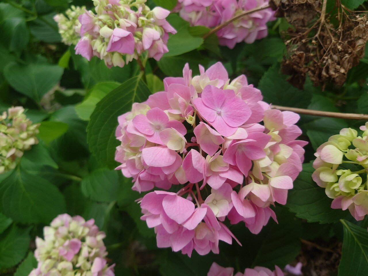 今年も紫陽花が咲きました｜Emiko（シモハタエミコ）