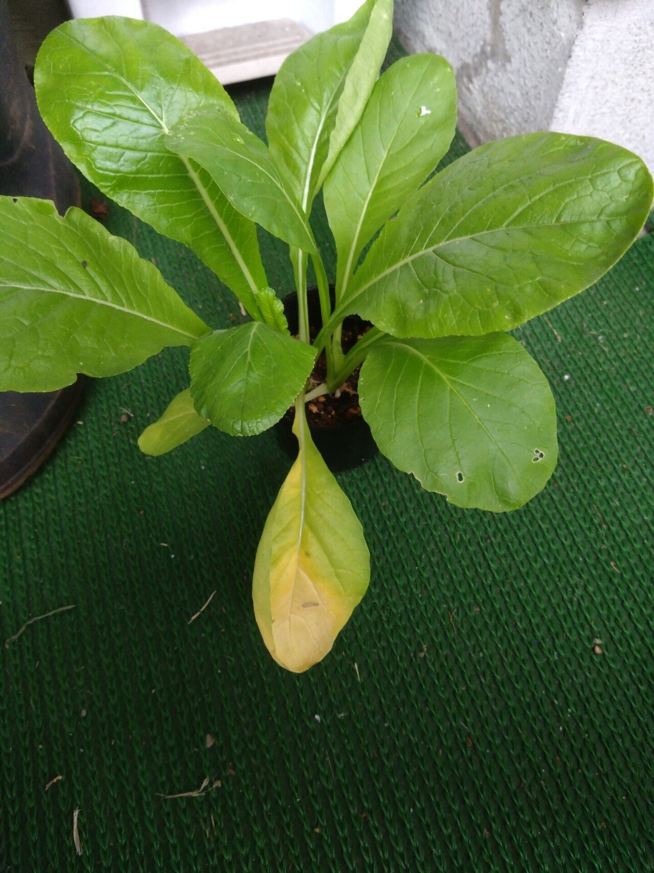 自宅の小松菜の葉っぱが黄色く枯れてるのですが肥料不足かも🥹 少しは