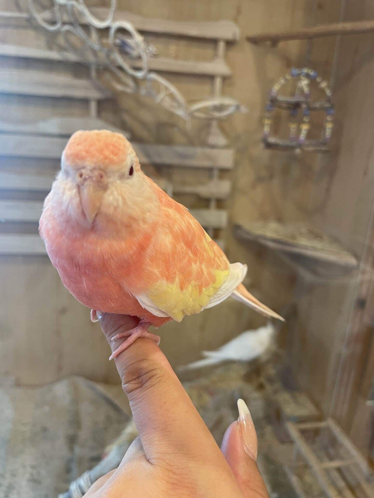 生駒市】奈良で鳥まみれになれるといえばココ！あの人間国宝さん認定