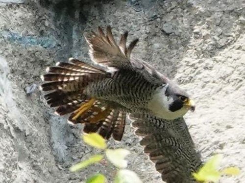 第546回 英国人の好きな野鳥 翆野 大地 Note