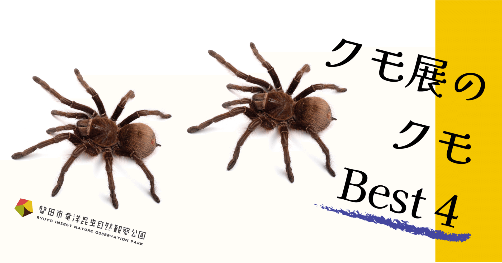 クモ展でぜひ見て欲しいクモのご紹介！｜竜洋昆虫自然観察公園