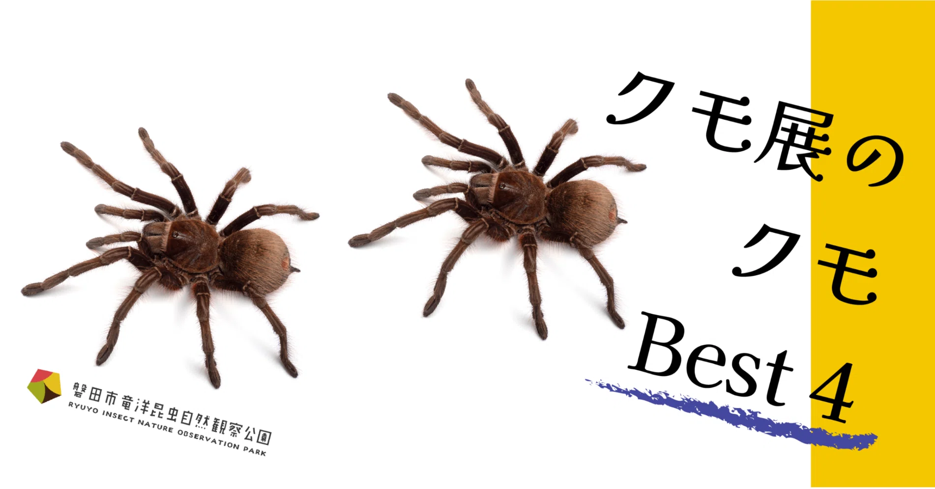 クモ展でぜひ見て欲しいクモのご紹介！｜竜洋昆虫自然観察公園