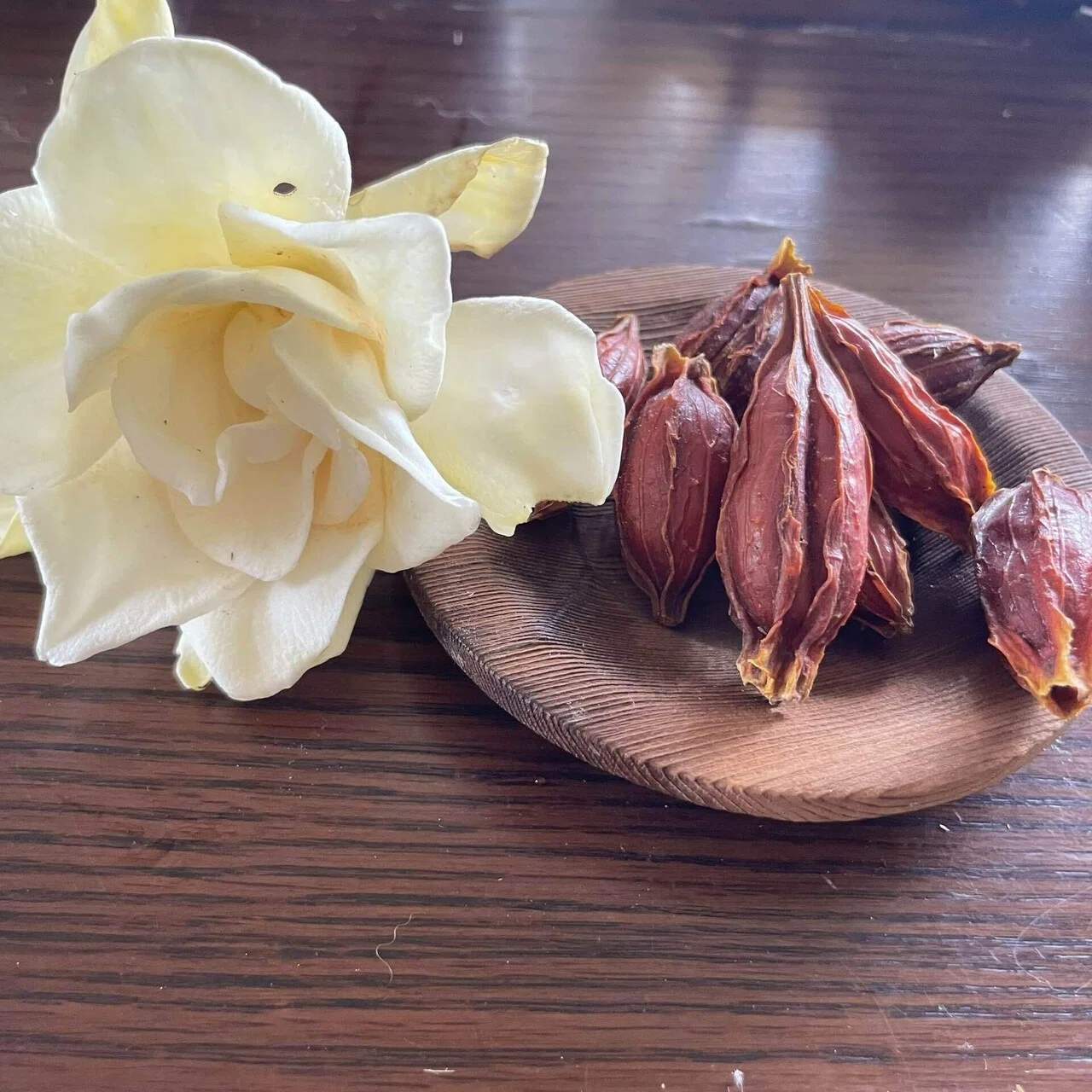 クチナシ　一重　沢山実なります 実なりクチナシ 一重咲き 根巻き（またはポット）苗 爆買いweek : 苗木