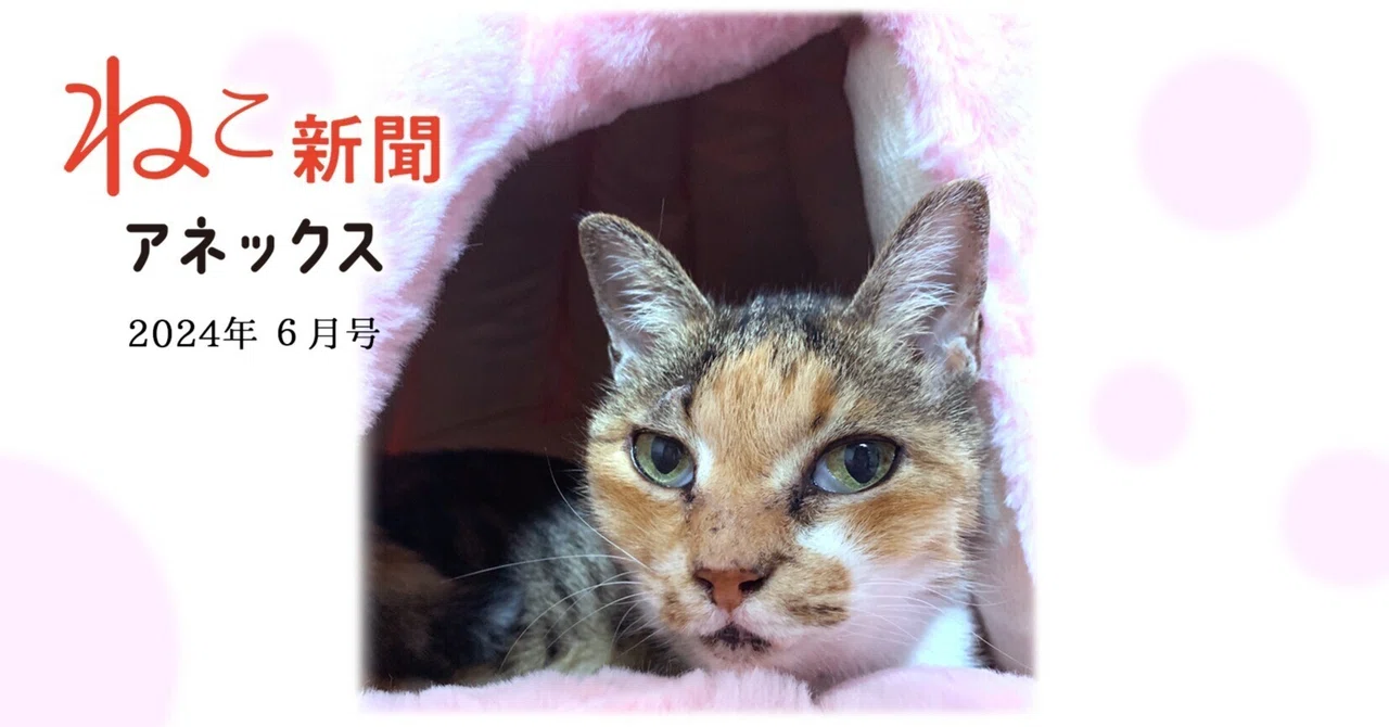 有）猫新聞社｜note