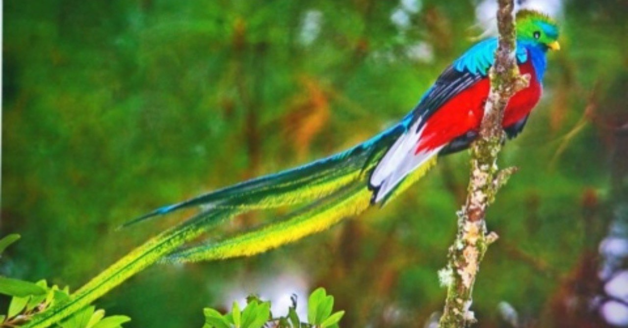 第547回 世界一美しい野鳥ケツァール 翆野 大地 Note 第547回 世界一美しい野鳥ケツァール 翆野 大地 Note