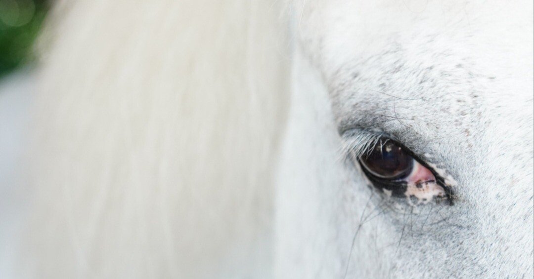 滋賀県栗東市】お馬さんに癒やされるよ｜【滋賀】わんちゃんシンプル