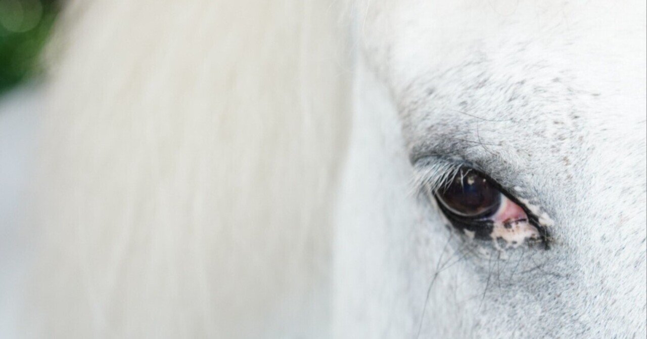 滋賀県栗東市】お馬さんに癒やされるよ｜【滋賀】わんちゃんシンプル