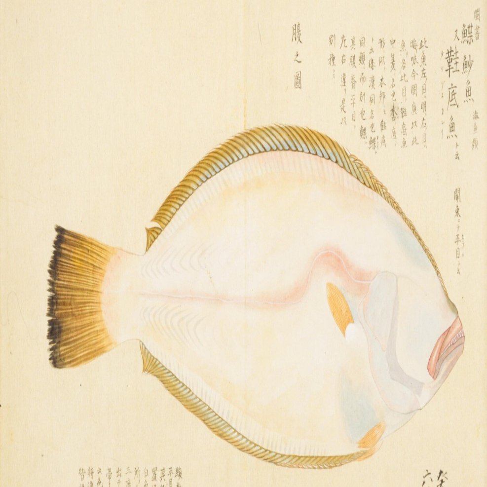 梅園魚品図正】(32) 平目（ひらめ）｜mominaina