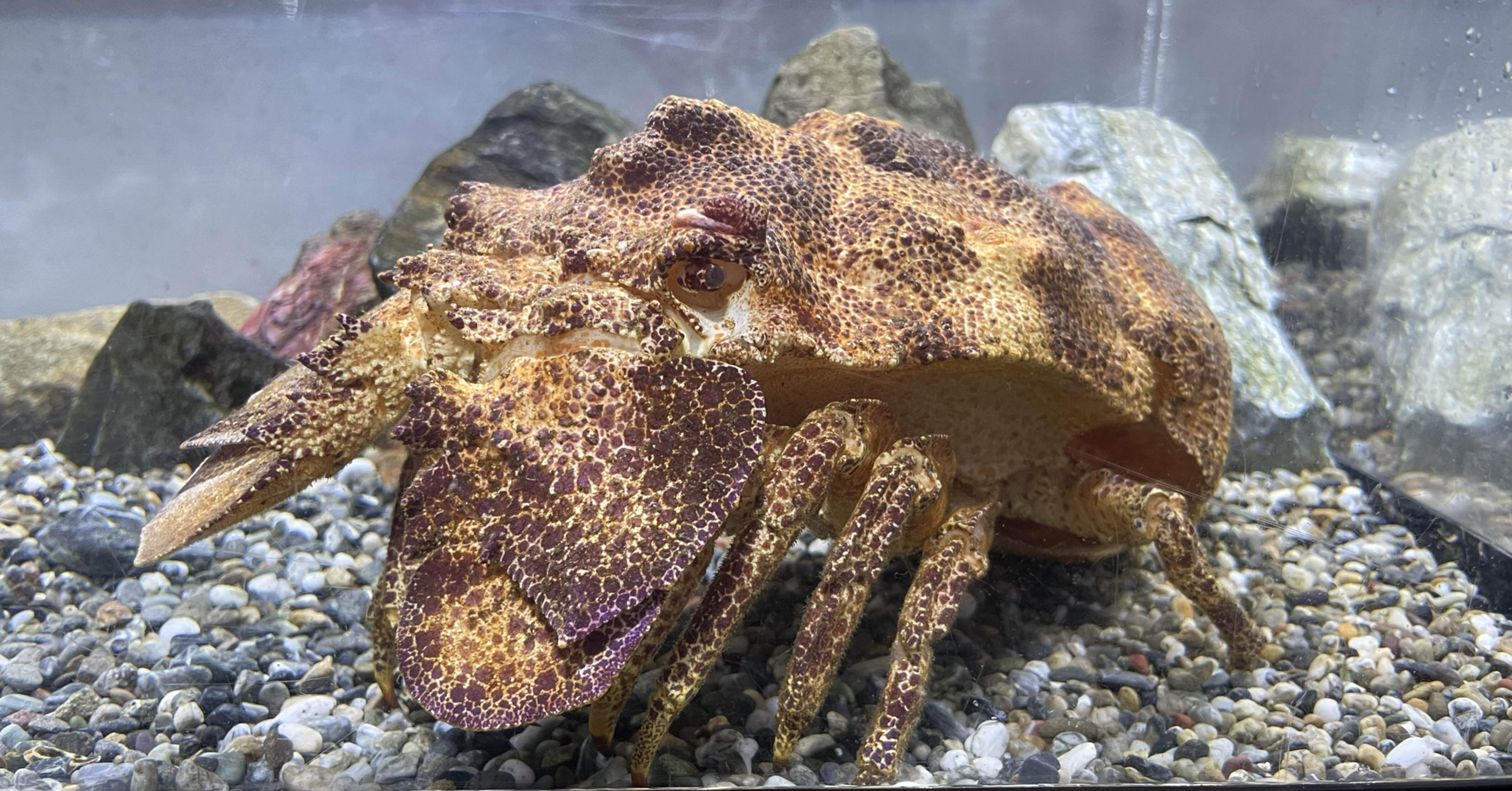 [ラストサマーセール❗️]希少コブセミエビ2体とセミエビ剥製 7d47e28d505bcb246f369d8a822a5c