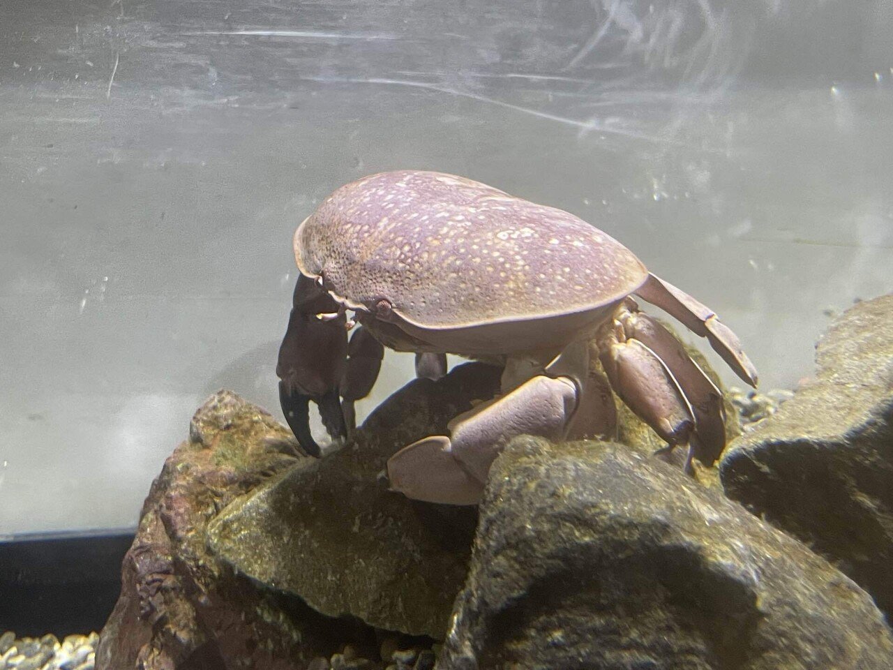 海水槽　ホシマンジュウガニ　 ホシマンジュウガニ（MLサイズ）フリー個体 - 【近海産海水魚類・甲殻