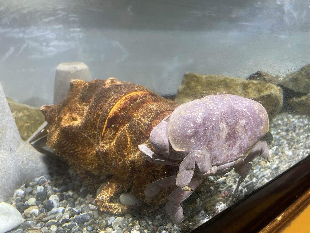 60年代 ビンテージ 蟹 カニ 珊瑚 貝殻 ペーパーウエイト 文鎮 水中花 置物 60年代 ビンテージ 蟹 カニ 珊瑚 貝殻 ペーパーウエイト 文鎮