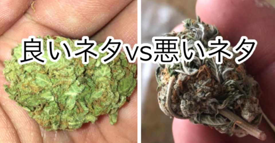 初心者大麻講座 質の良いネタと悪いネタの見分け方 Cannabis Japan