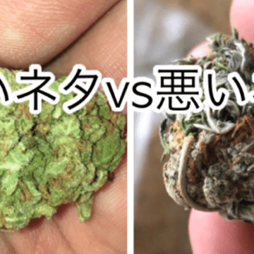 大麻初心者向け講座 Cannabis Cannabis Japan Note
