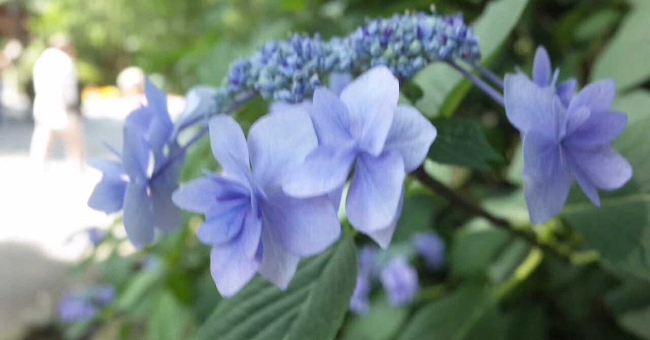 紫陽花の季節🌿阿佐ヶ谷神明宮への参拝日記📷｜葉音（はおと）