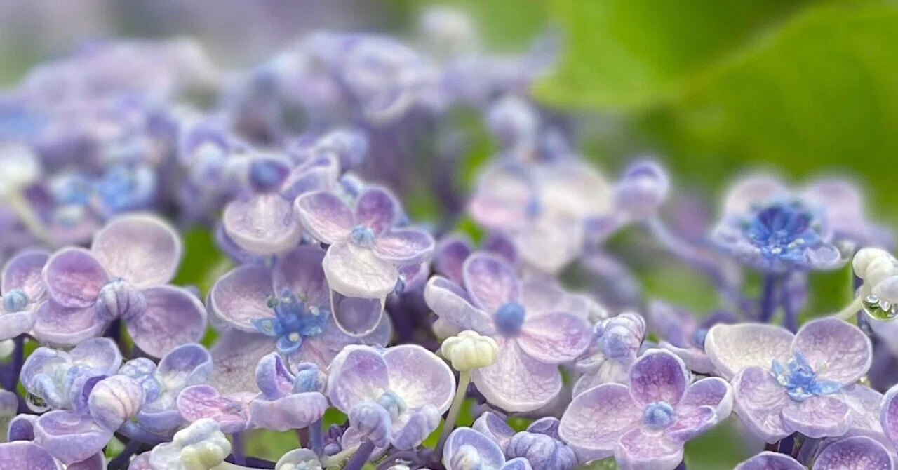 雨の日は紫陽花を☔️｜sora