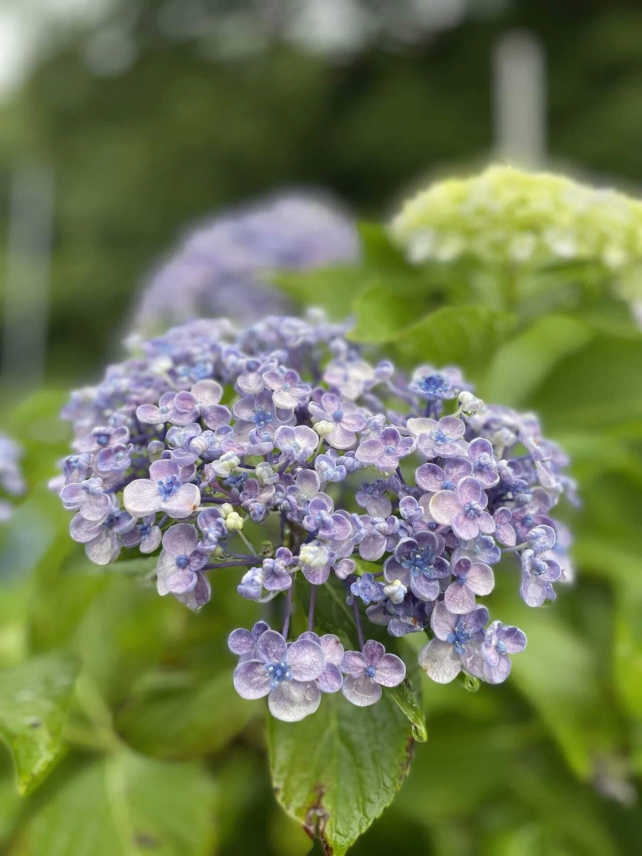 雨の日は紫陽花を☔️｜sora