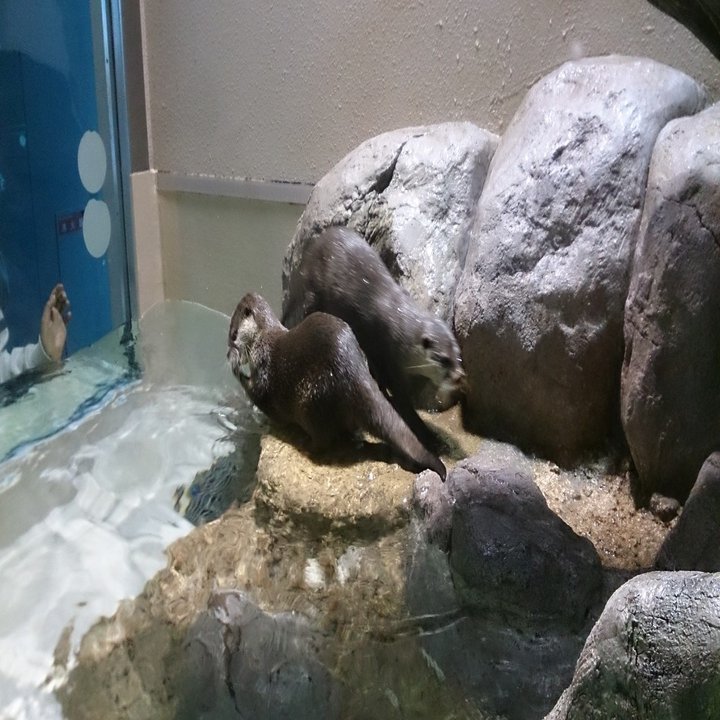 カティアの水族館紀行 宮島水族館 みやじマリン カティア Note