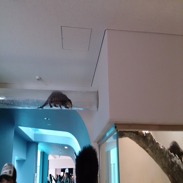 カティアの水族館紀行 宮島水族館 みやじマリン カティア Note