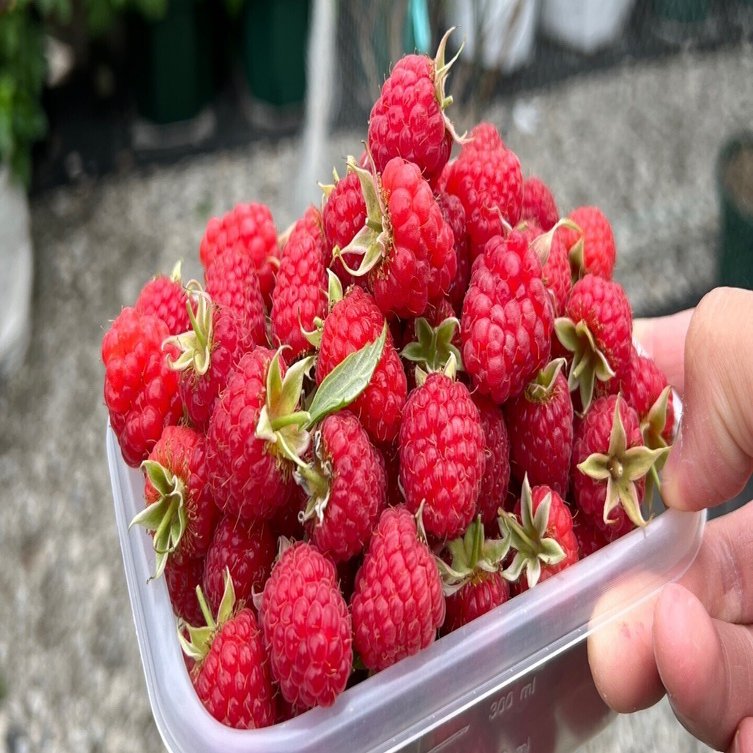 ラズベリーの育て方 改訂版｜Takanashi