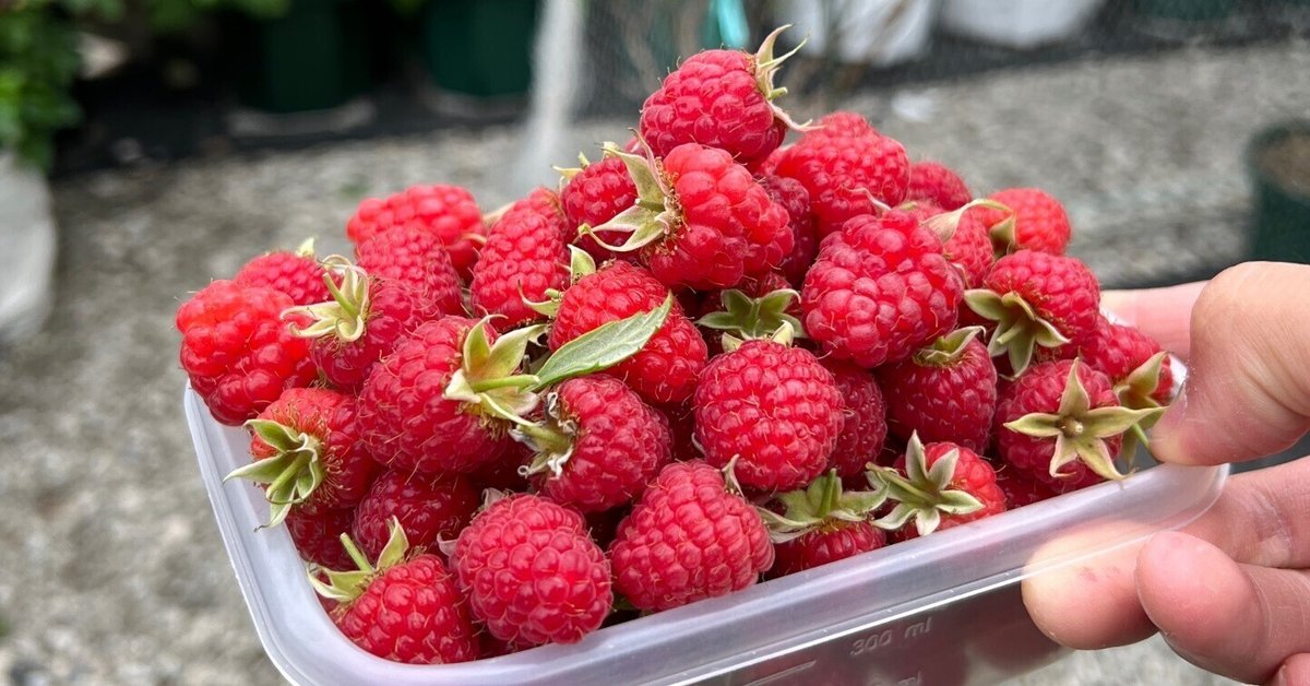 ラズベリー トゥラミーンTulameen 苗 ② ラズベリー苗☆トゥラミーン