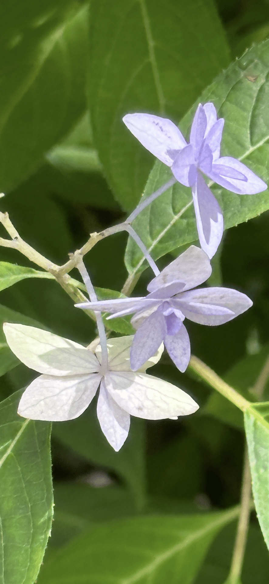 シチダンカ 130年間、幻とされた花｜EGGSEED