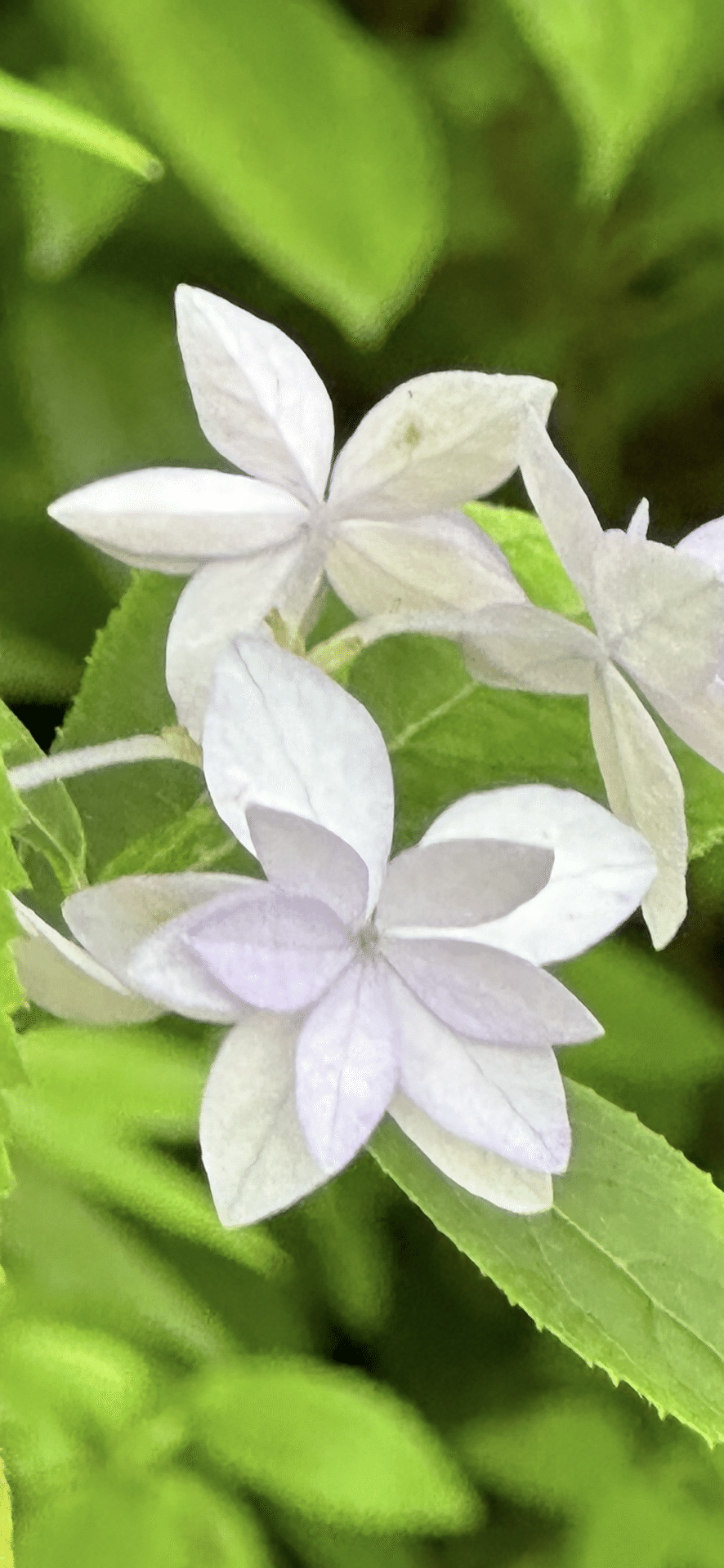 シチダンカ 130年間、幻とされた花｜EGGSEED