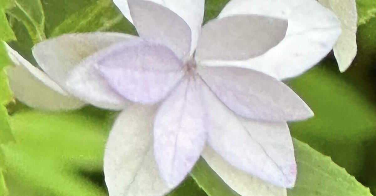 130年間、幻とされた花｜EGGSEED 