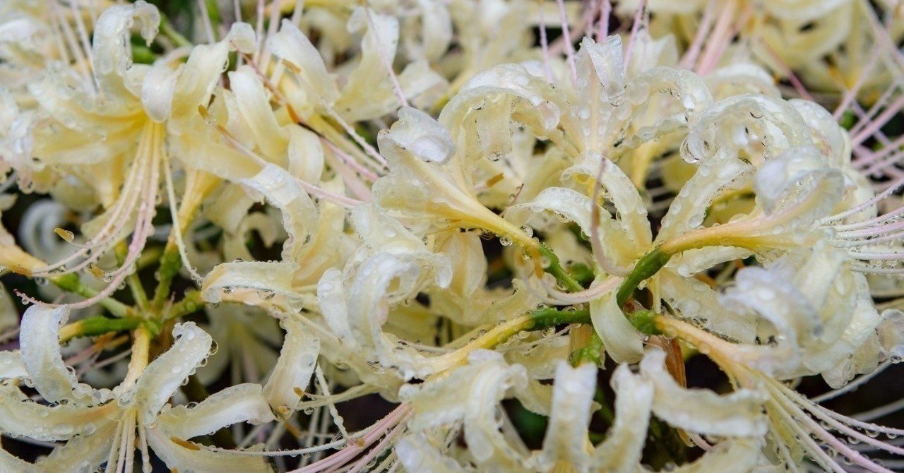 伝説の日本刀 六 日本に現存する雄壮な 大太刀 の一群 遊行剣禅 一週間全文無料 Note