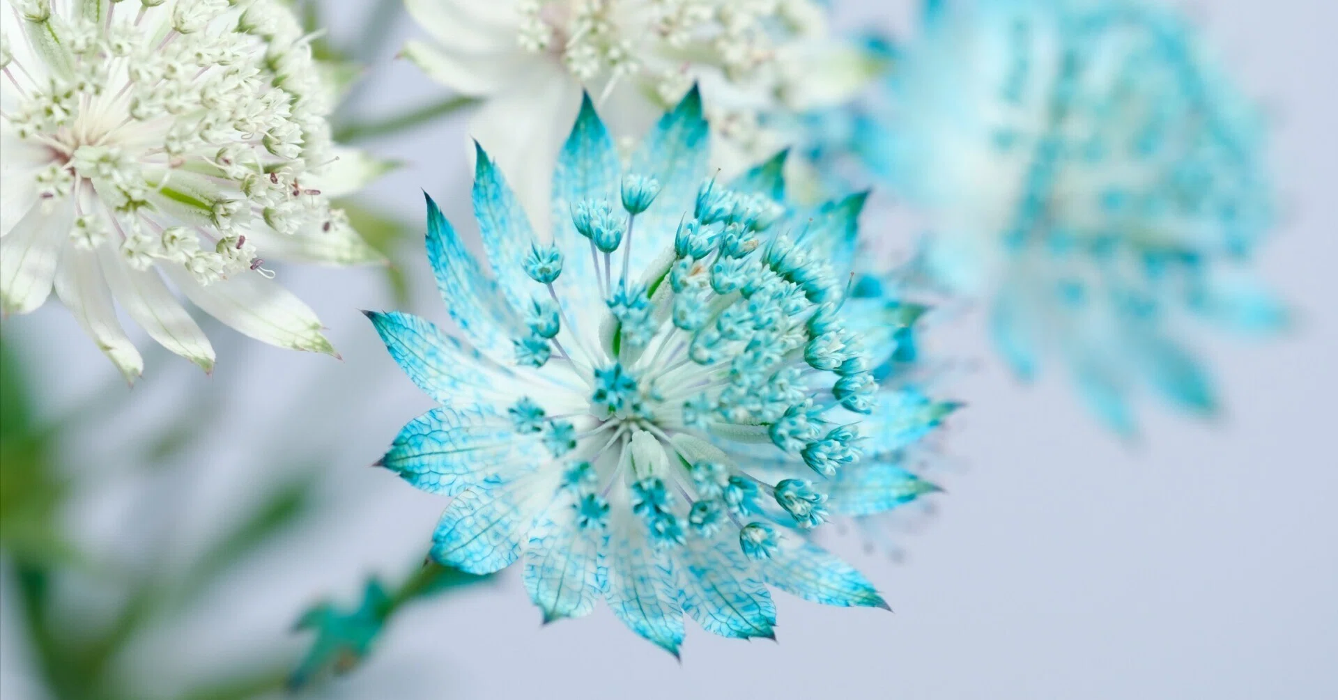 染めの花#034】アストランチアを涼しいブルーに染めてみた｜タキツネ