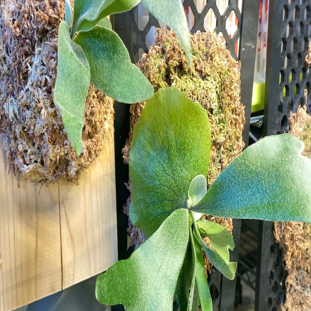 私家版・ビカクシダの育て方（P.bifucatumと仲間たち）｜メキ