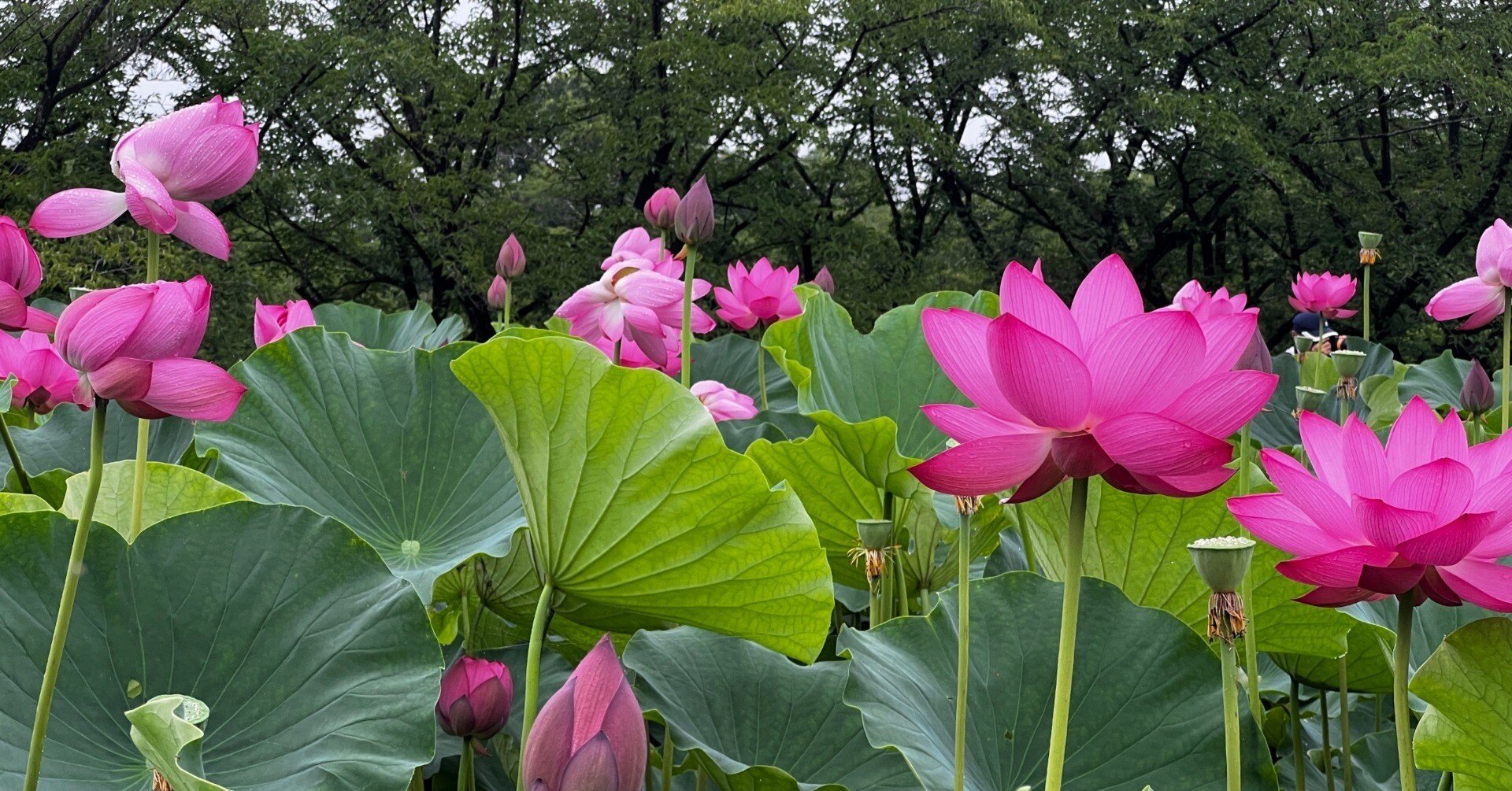 白蓮☆② 2本 双鲤牌】特级白莲子6oz - Weee!