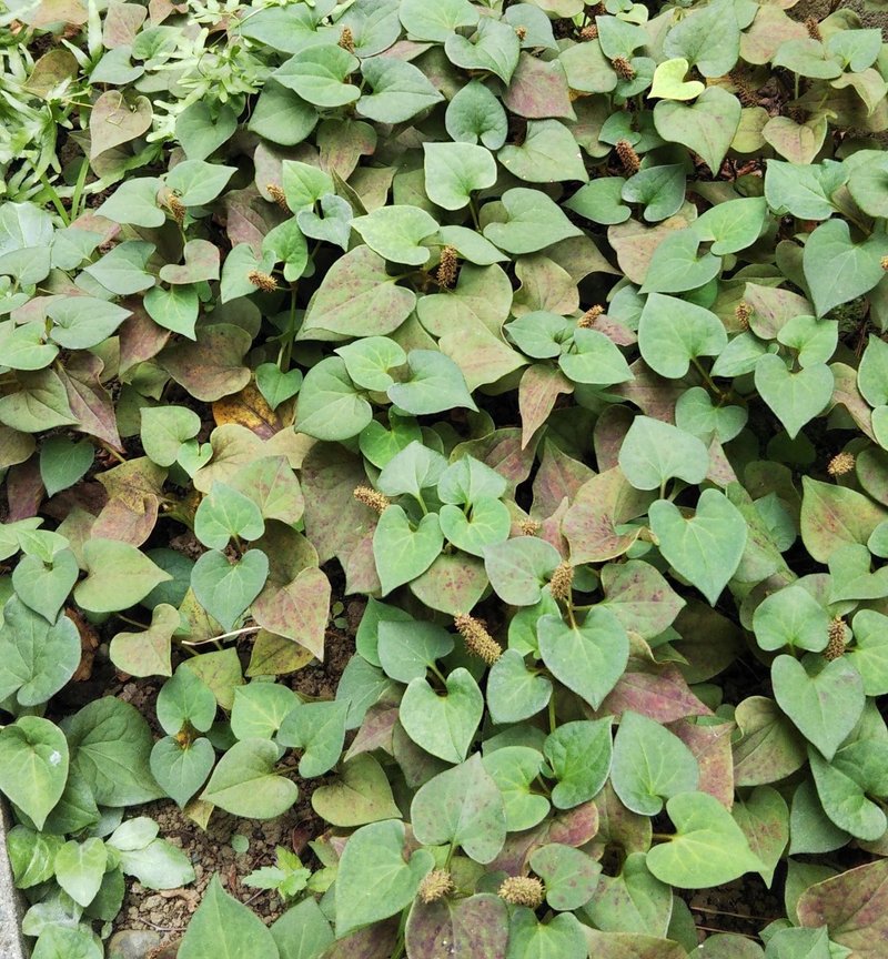 庭のガチ勢 大橋ミノル Note