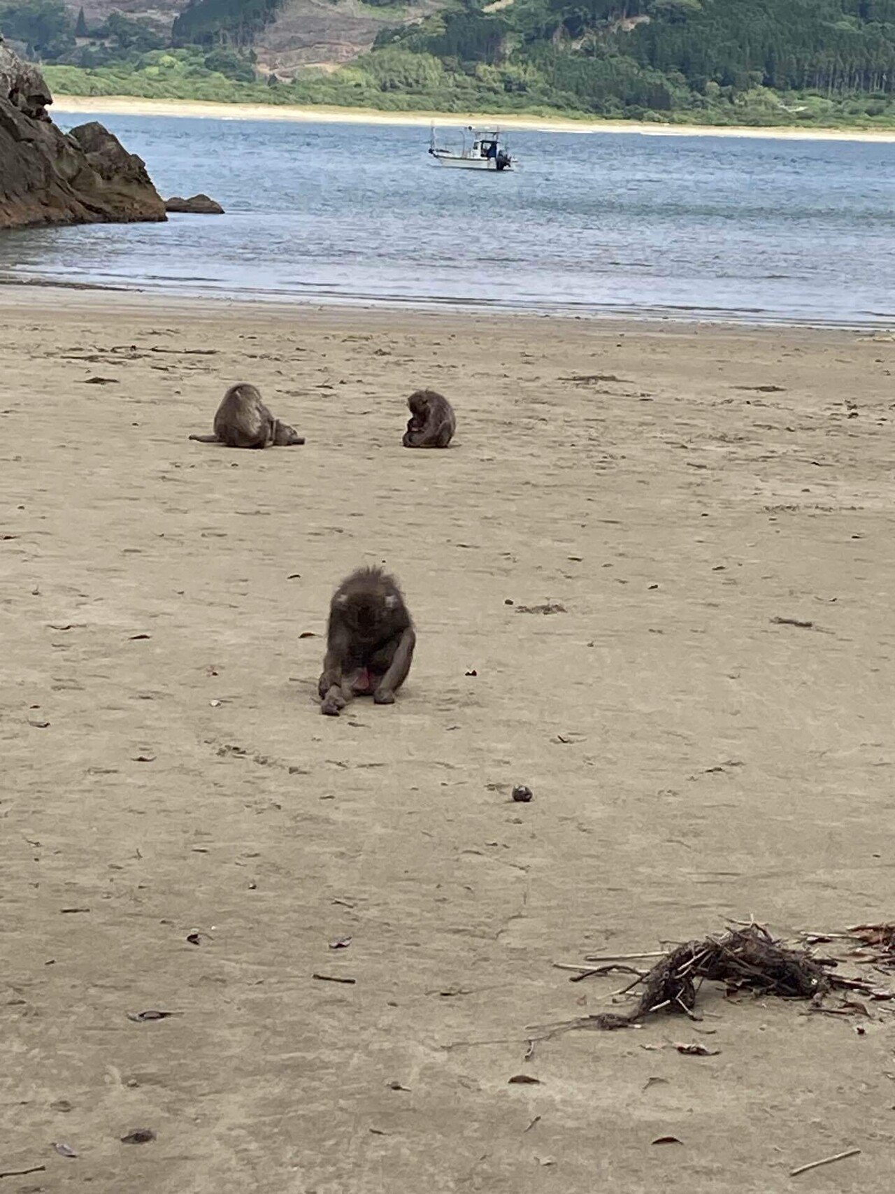 宮崎県の南ちょっと鹿児島 幸島の猿と岬馬【専業旅婦は日本だって旅