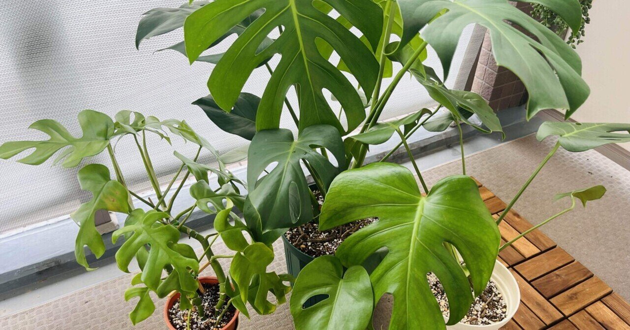盆栽風 モンステラ｜🍀GreenSnap（グリーンスナップ）