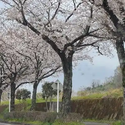 アラ－