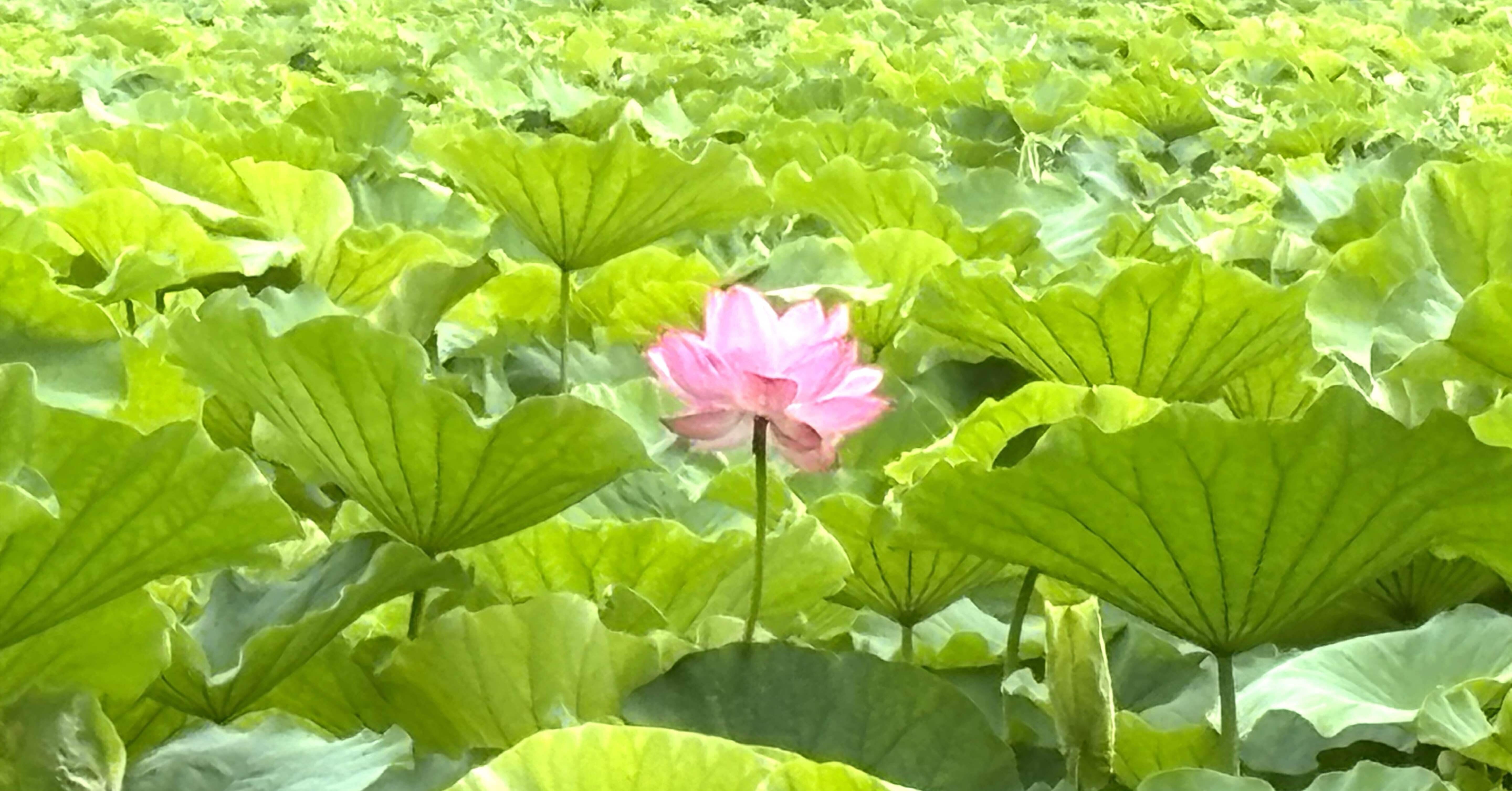 不忍池で蓮の花が咲き始めました｜櫻田弘文 (ブランディング