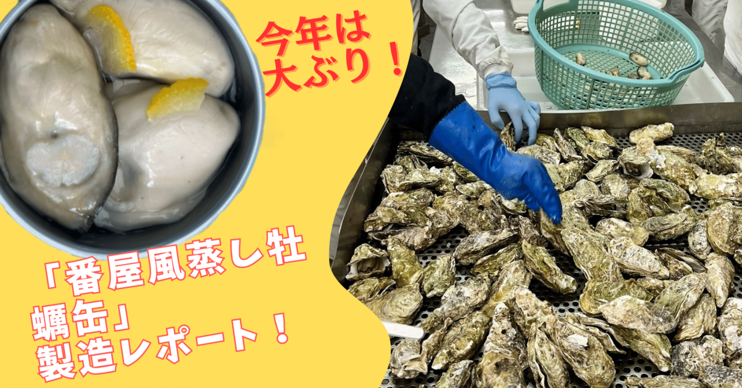 限定セール【国産高級缶詰】番屋風蒸し牡蠣水煮22缶セット お得なまとめ買い 楽天市場】番屋風 蒸し牡蠣水煮缶 3個セット （80g×3） タイム缶詰