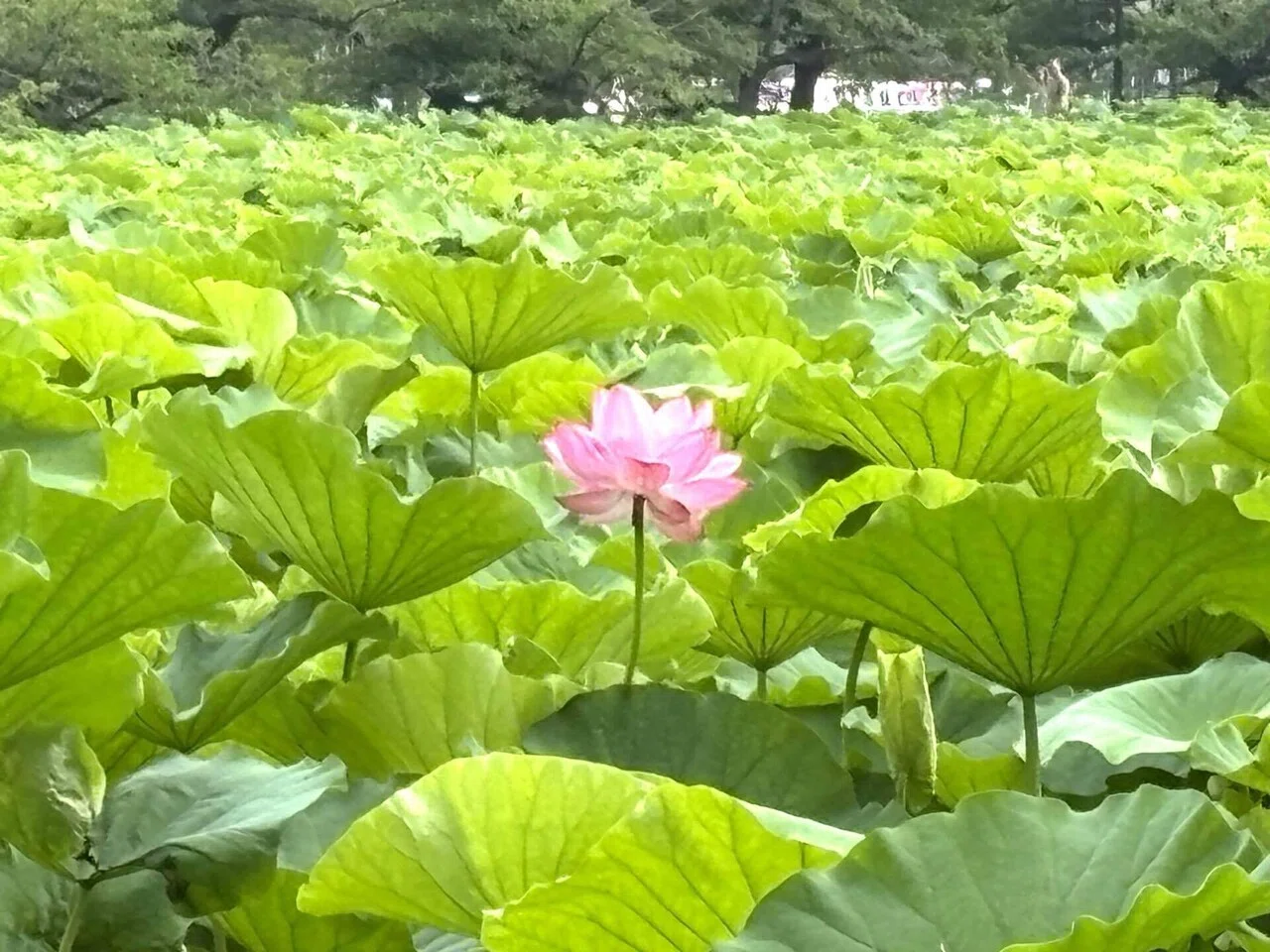 不忍池で蓮の花が咲き始めました｜櫻田弘文 (ブランディング