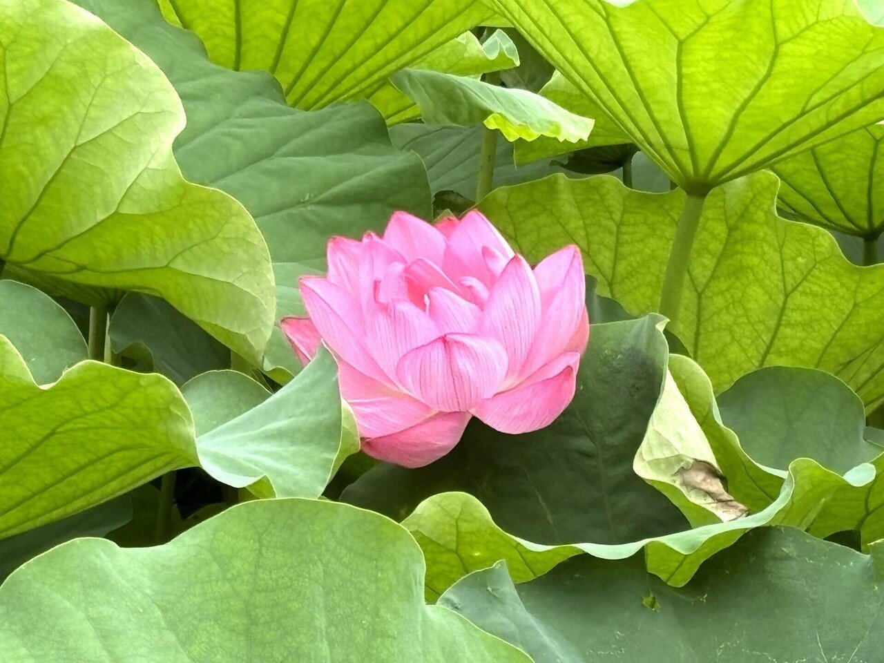 不忍池で蓮の花が咲き始めました｜櫻田弘文 (ブランディング