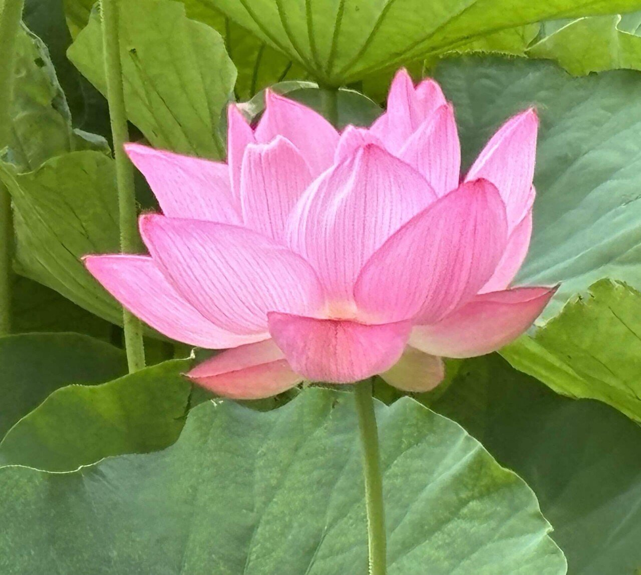 不忍池で蓮の花が咲き始めました｜櫻田弘文 (ブランディング