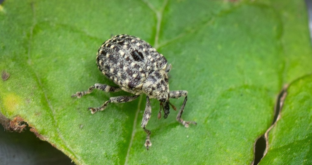 アンゴラ産 オオタマゾウムシ 21mm アンゴラ産 オオタマゾウムシ 21mm アンゴラ産 オオタマゾウムシ 21mm アンゴラ産 オオタマゾウムシ 21mm