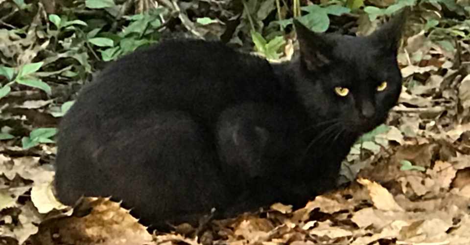 毎日エッセイ151 野生の瞳をした黒猫 ダイセンブ Note