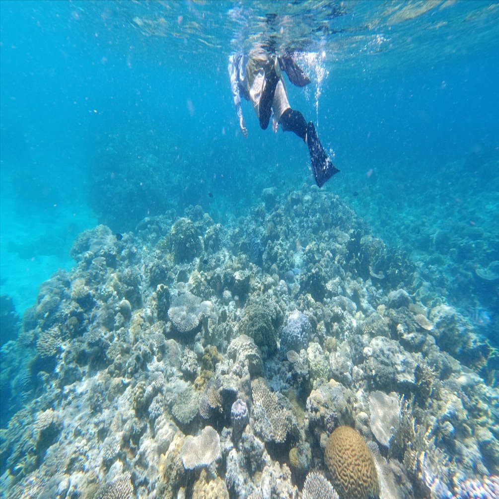古座間味ビーチでもシュノーケルをしてきました！サンゴのエリアは