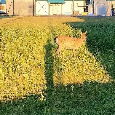 赤木