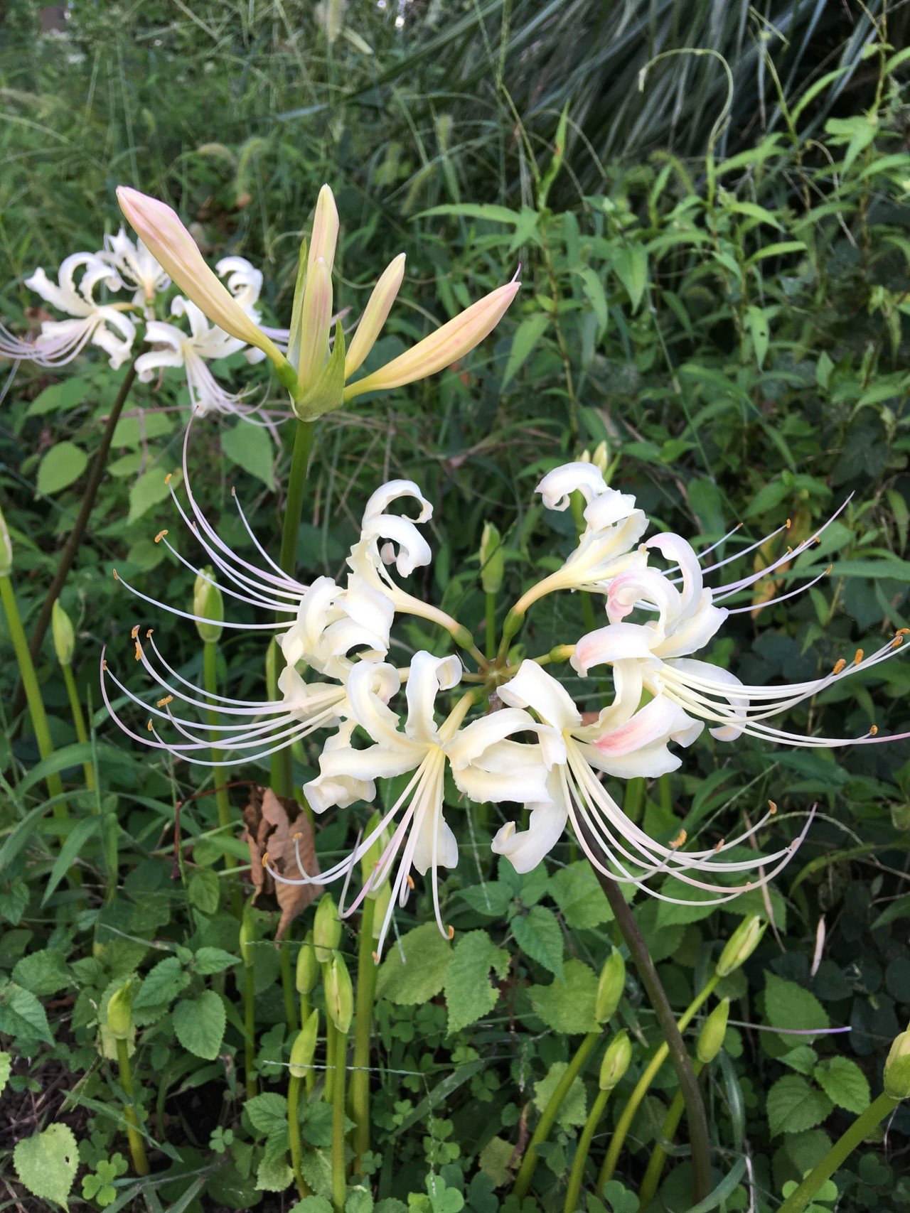 彼岸花とおはぎ くみー Note 彼岸花とおはぎ くみー Note