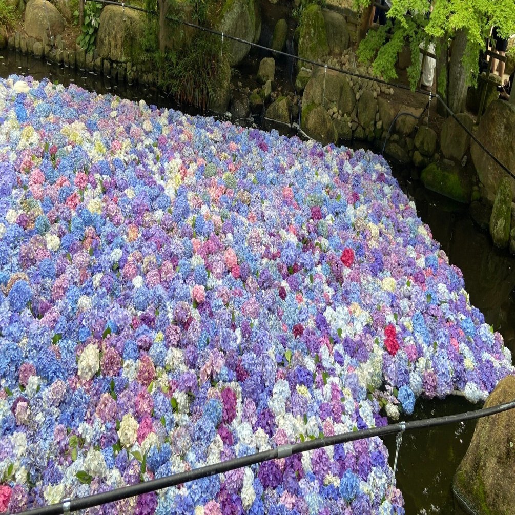 雨引観音の「水中華」2024｜ミカイターいなお＠実用地歴提案会