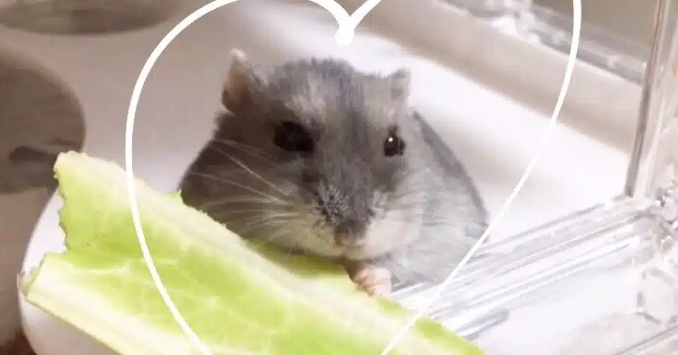 初めて飼ったハムスターが死んだ ヤマ ひかり Note